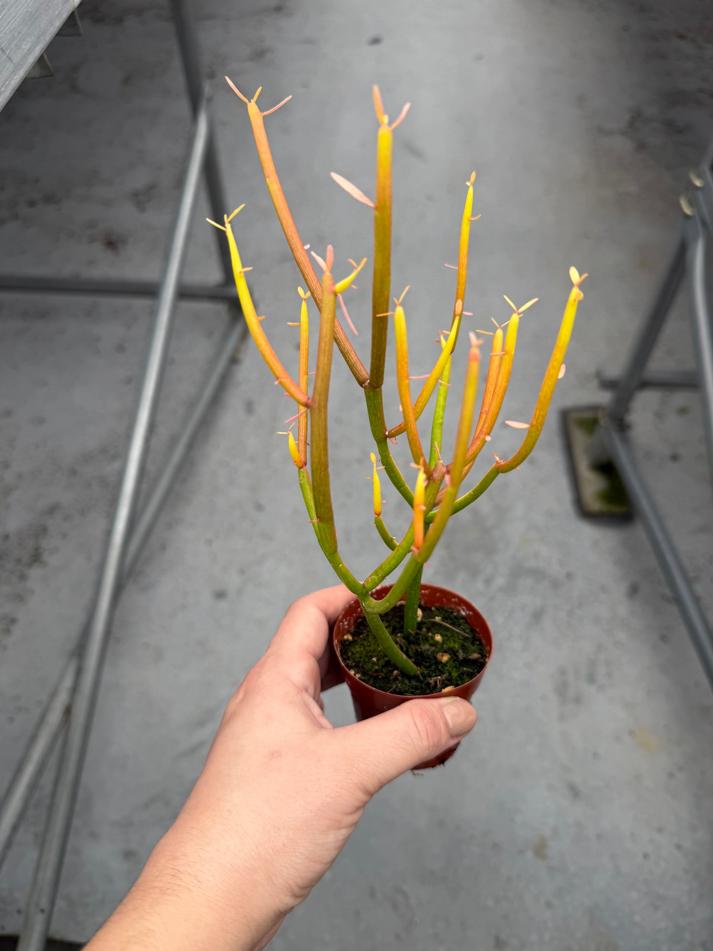 Euphorbia “Pencil Cactus”