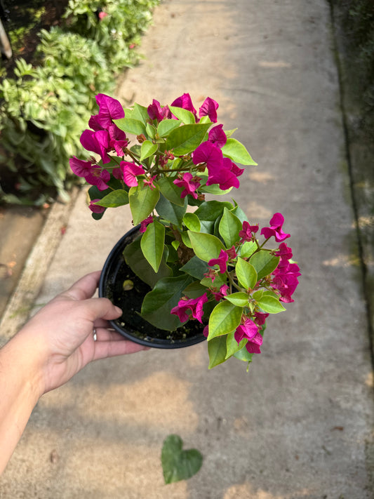Bougainvillea