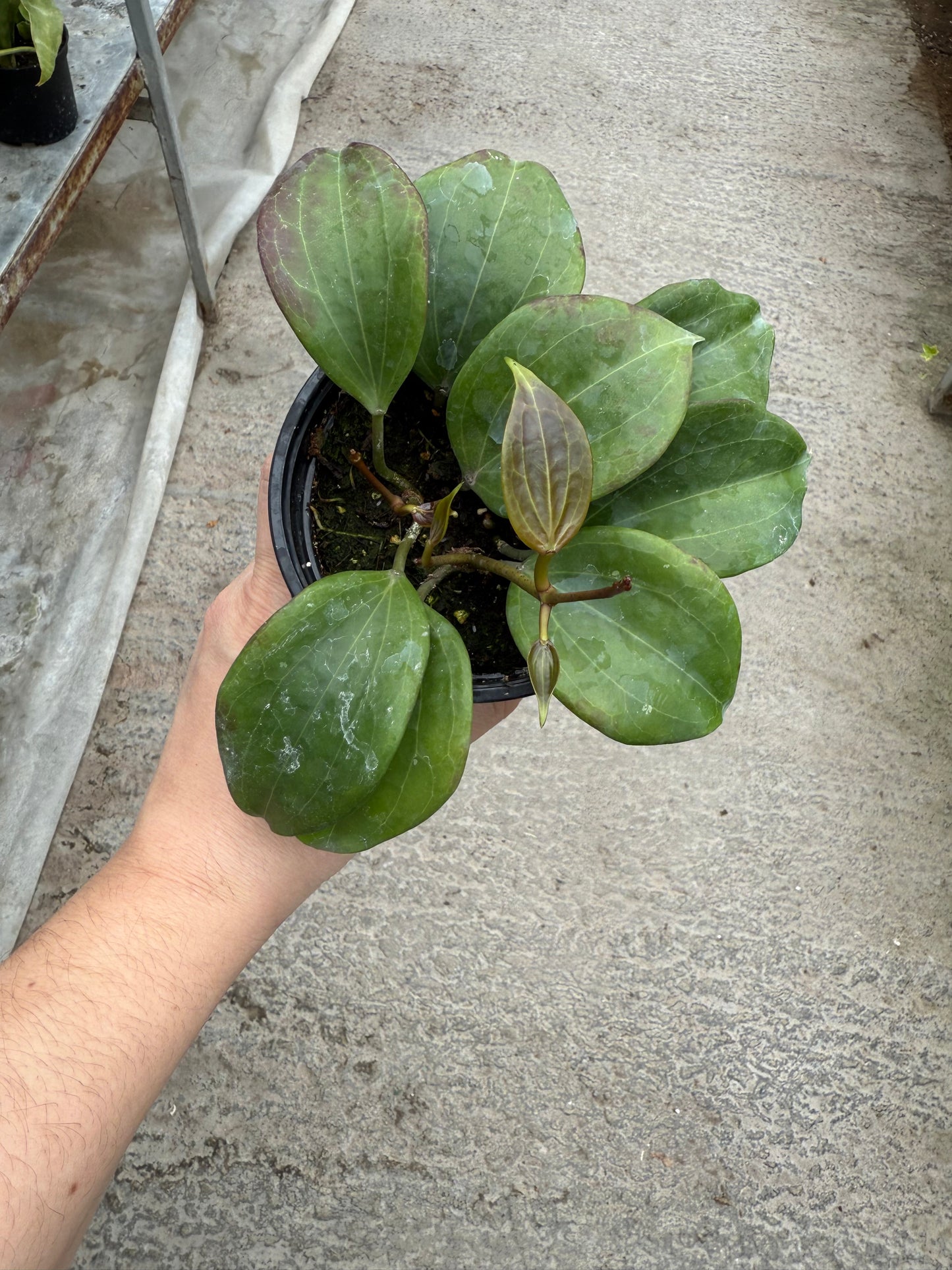 Hoya ‘Quinquenervia’