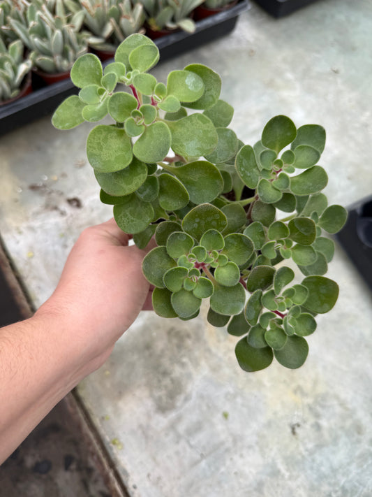 Aichryson Domesticum