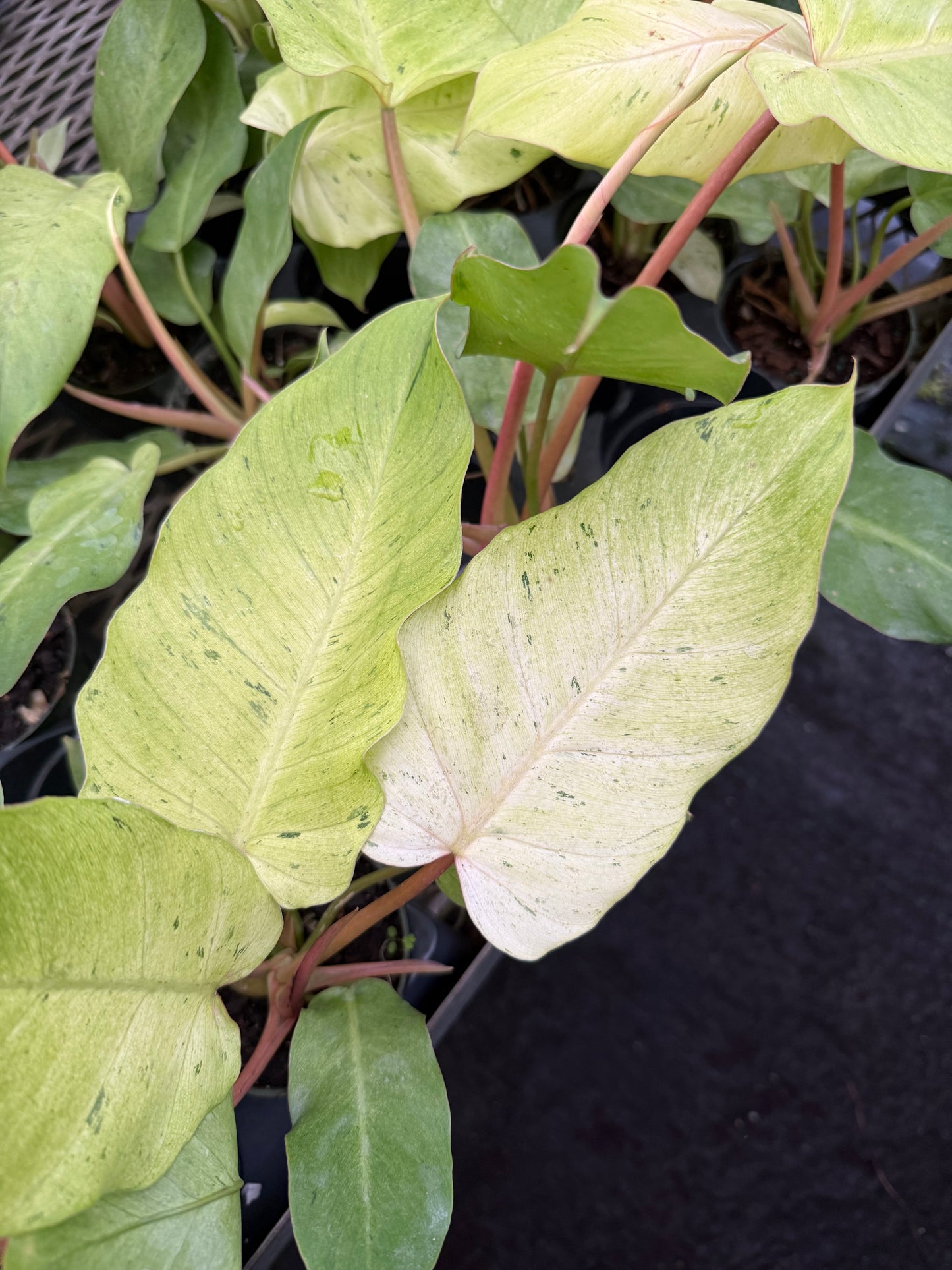 Philodendron ‘Snowdrift’