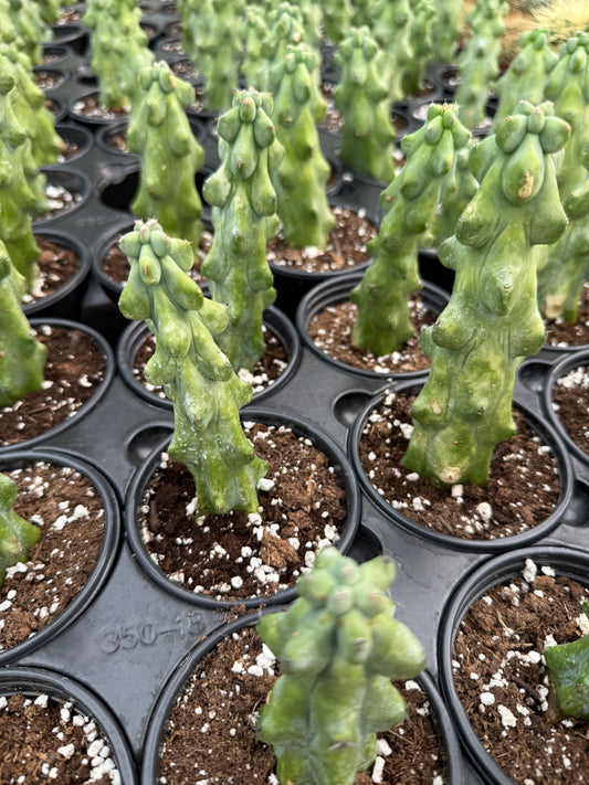 Myrtillocactus geometrizans- Boobie Cactus
