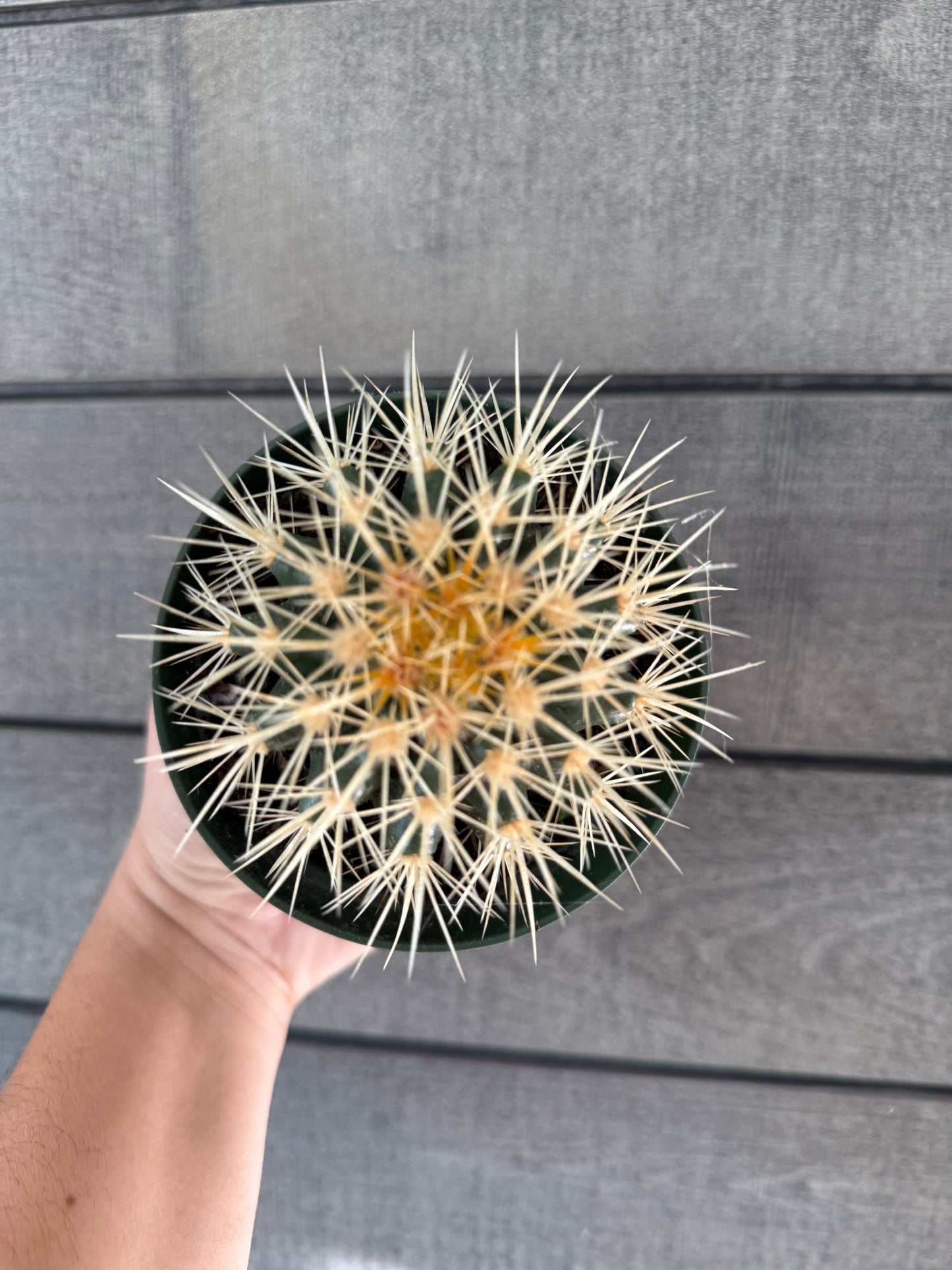 Golden Barrel Cactus