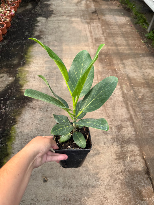 Ficus Aubrey