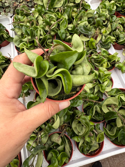 Hoya ‘Compacta Rope’