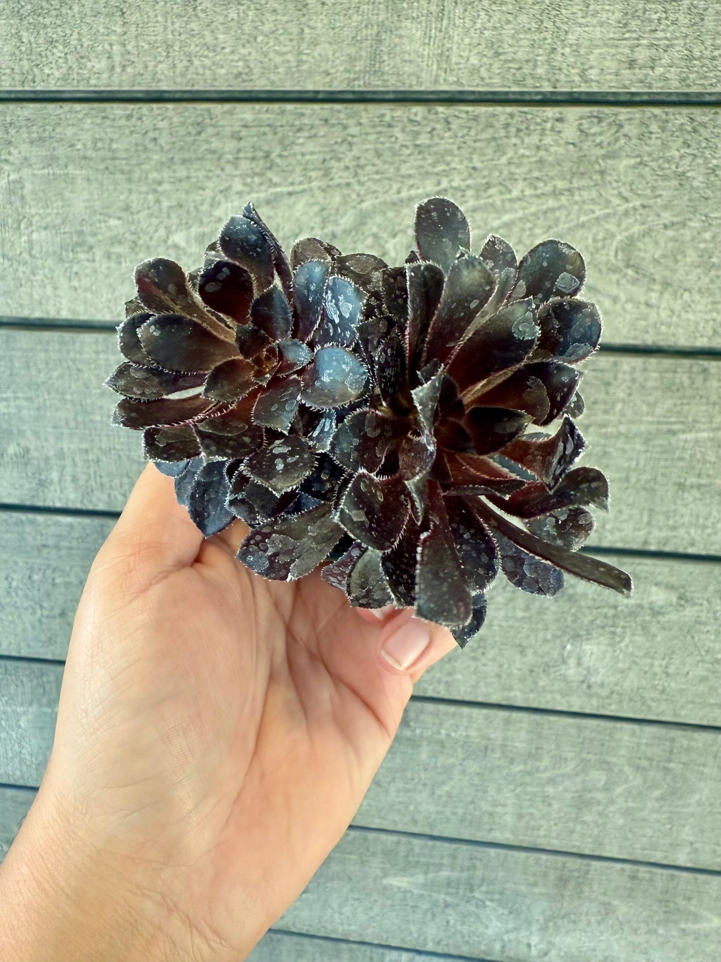 Aeonium Zwarktop