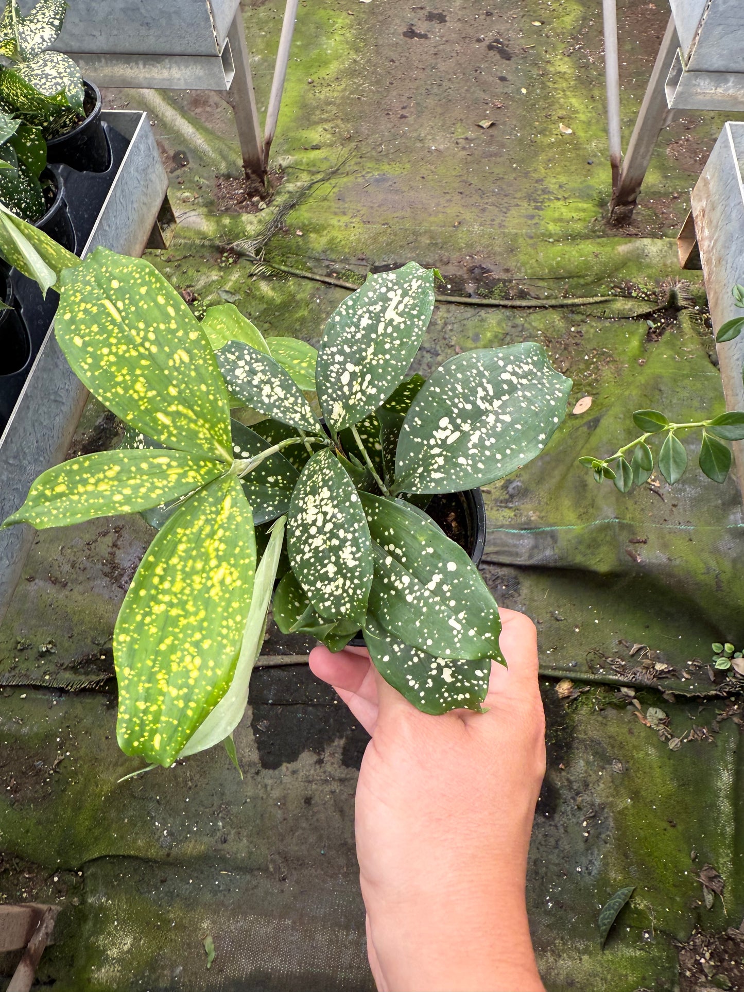Dracaena 'Florida Beauty'