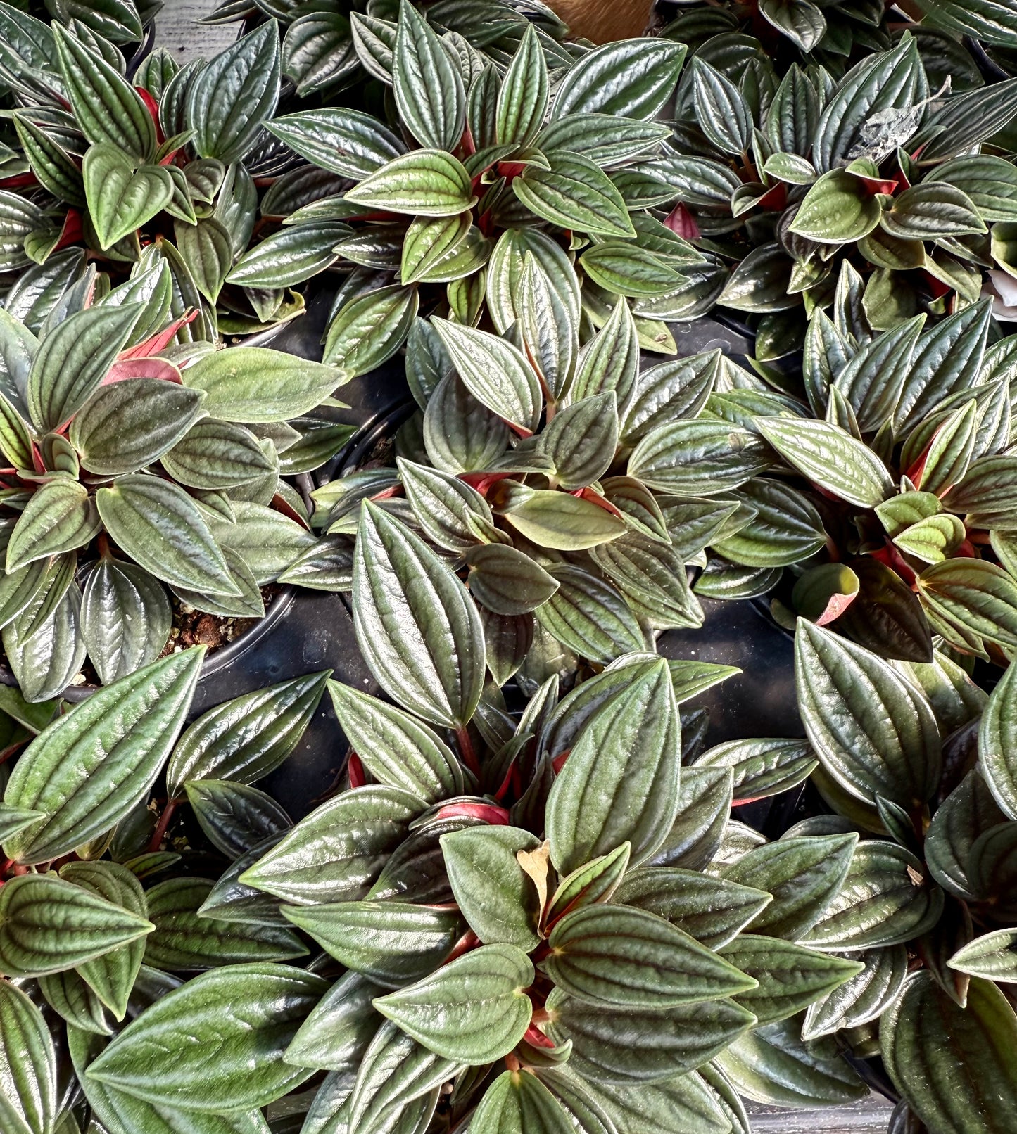 Peperomia “Rosso”