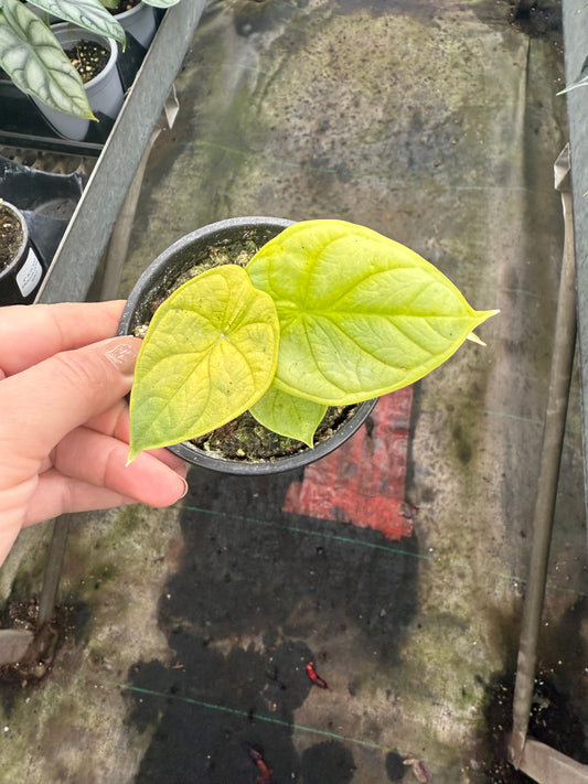 Alocasia ‘Gold Dragon’