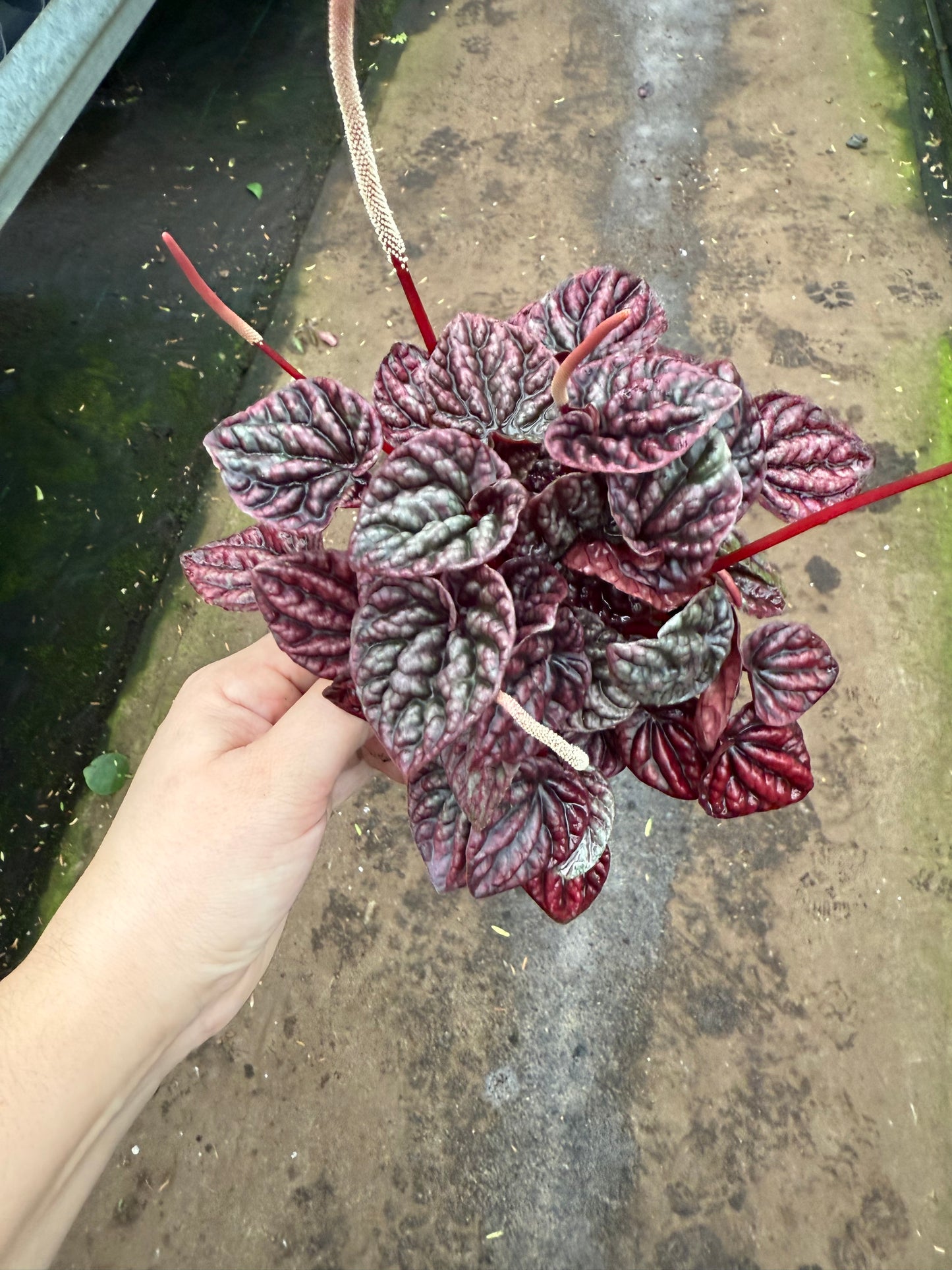 Peperomia ‘red margin’