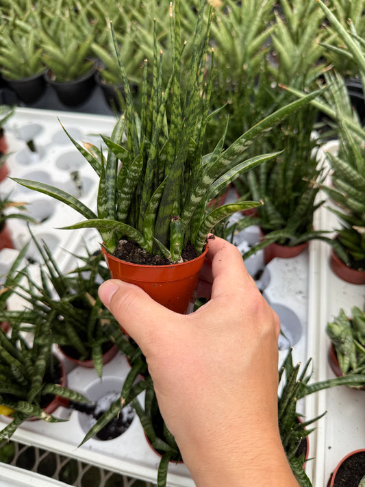 Sansevieria ‘Fernwood’
