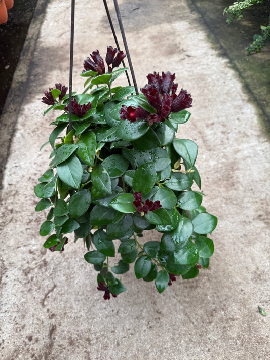 Aeschynanthus Mona Lisa – “Lipstick Plant”