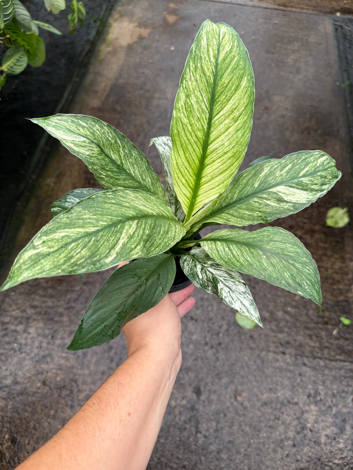 Spathiphyllum ‘Sensation Variegata’