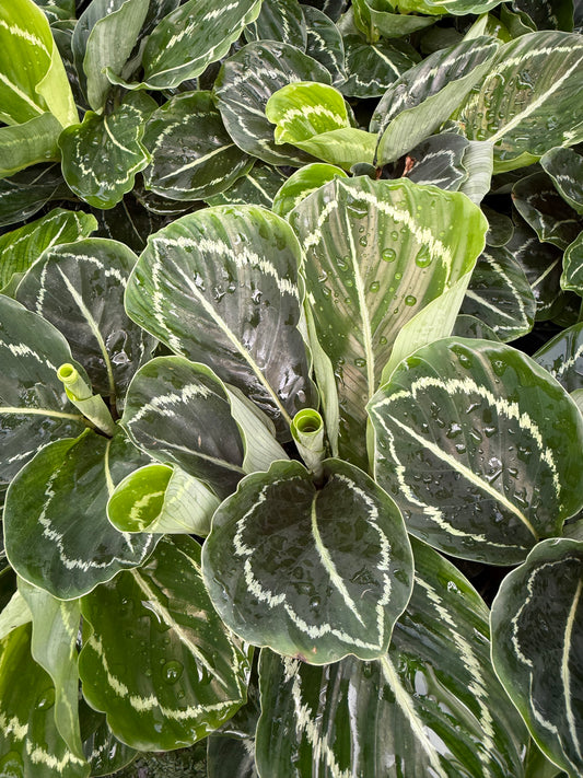 Calathea ‘Green Lipstick’