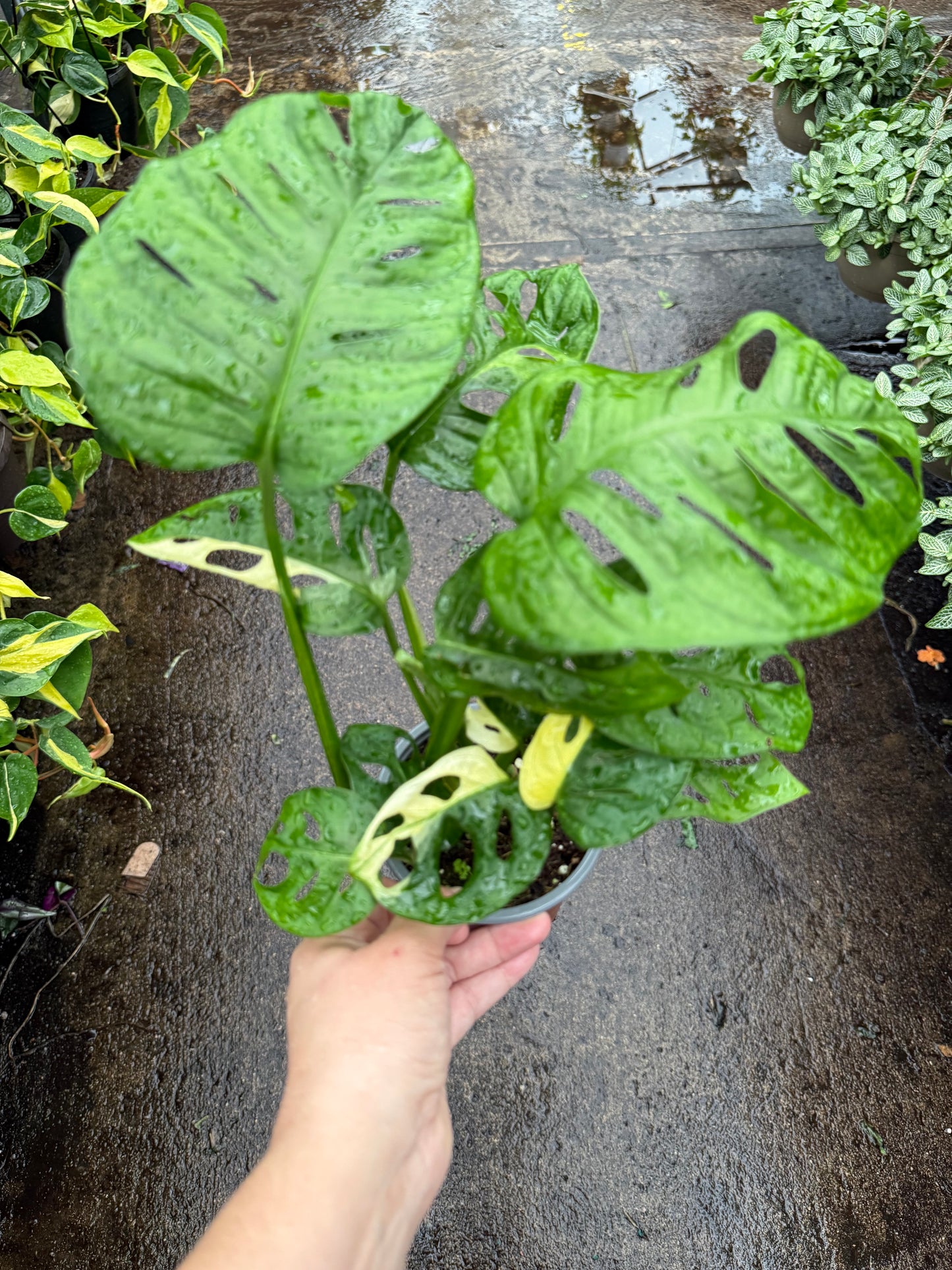 Monstera Adansonii Panaché
