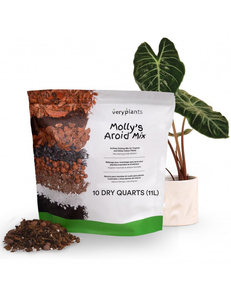Molly’s Aroid Mix