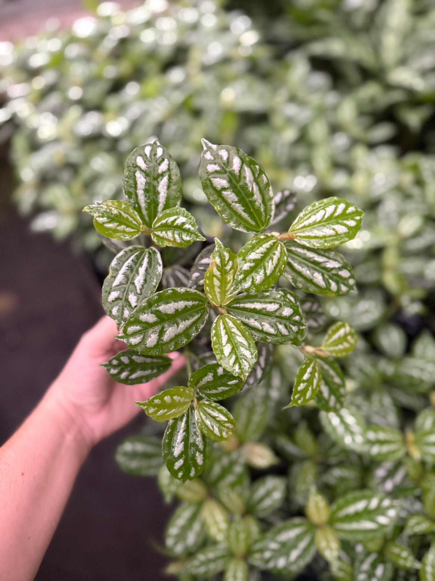 Pilea Cadierei- ‘Aluminium’