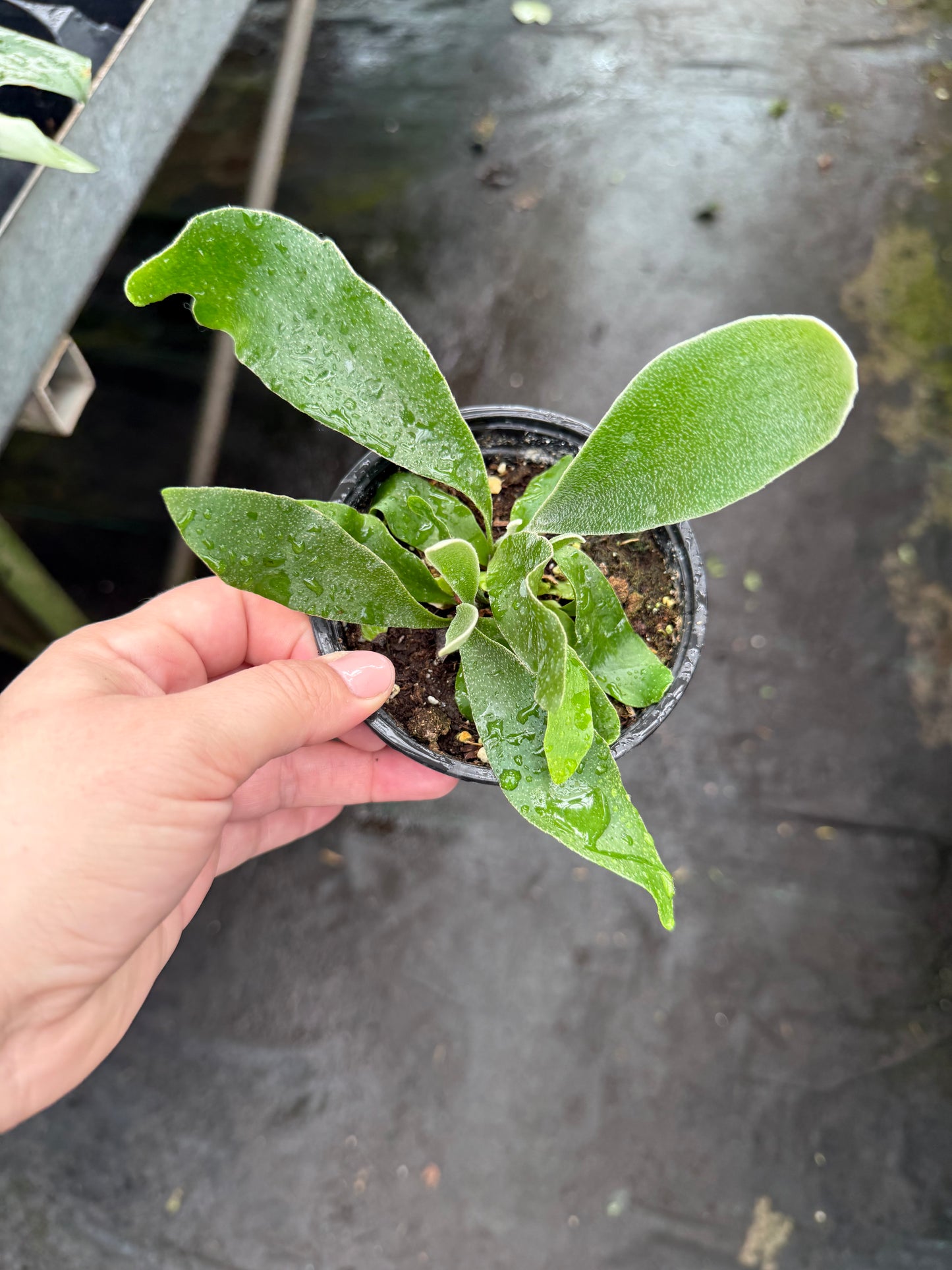 Platycerium ‘staghorn fern’