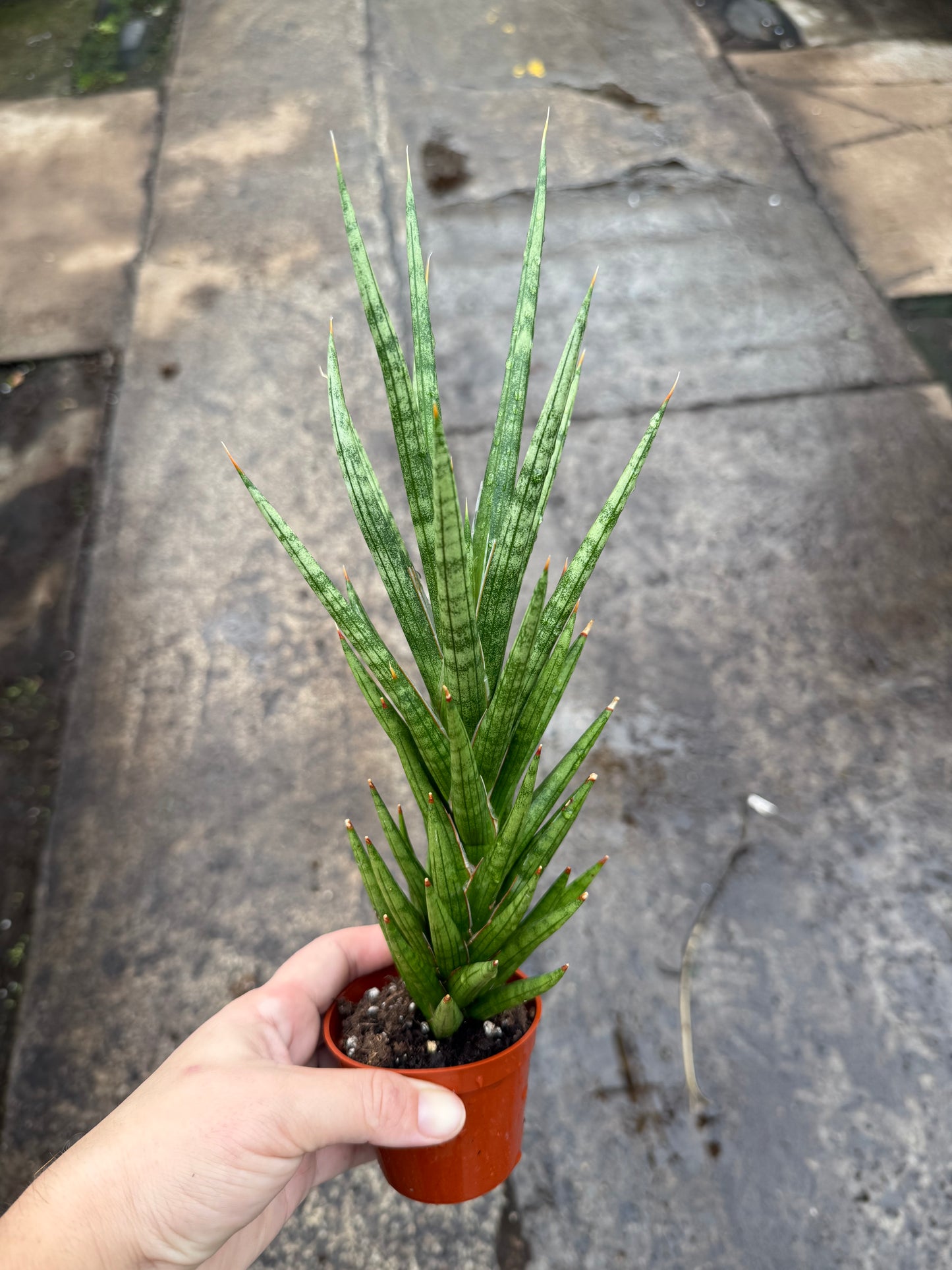 Sansevieria 'Francisii'