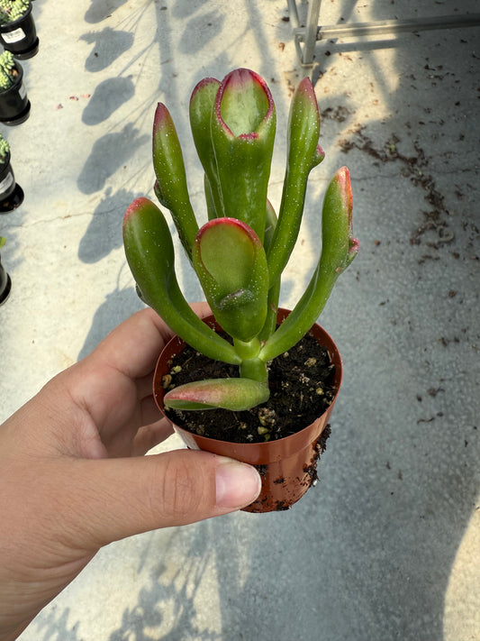 Crassula Ovata ‘Hobbit Tricolor’