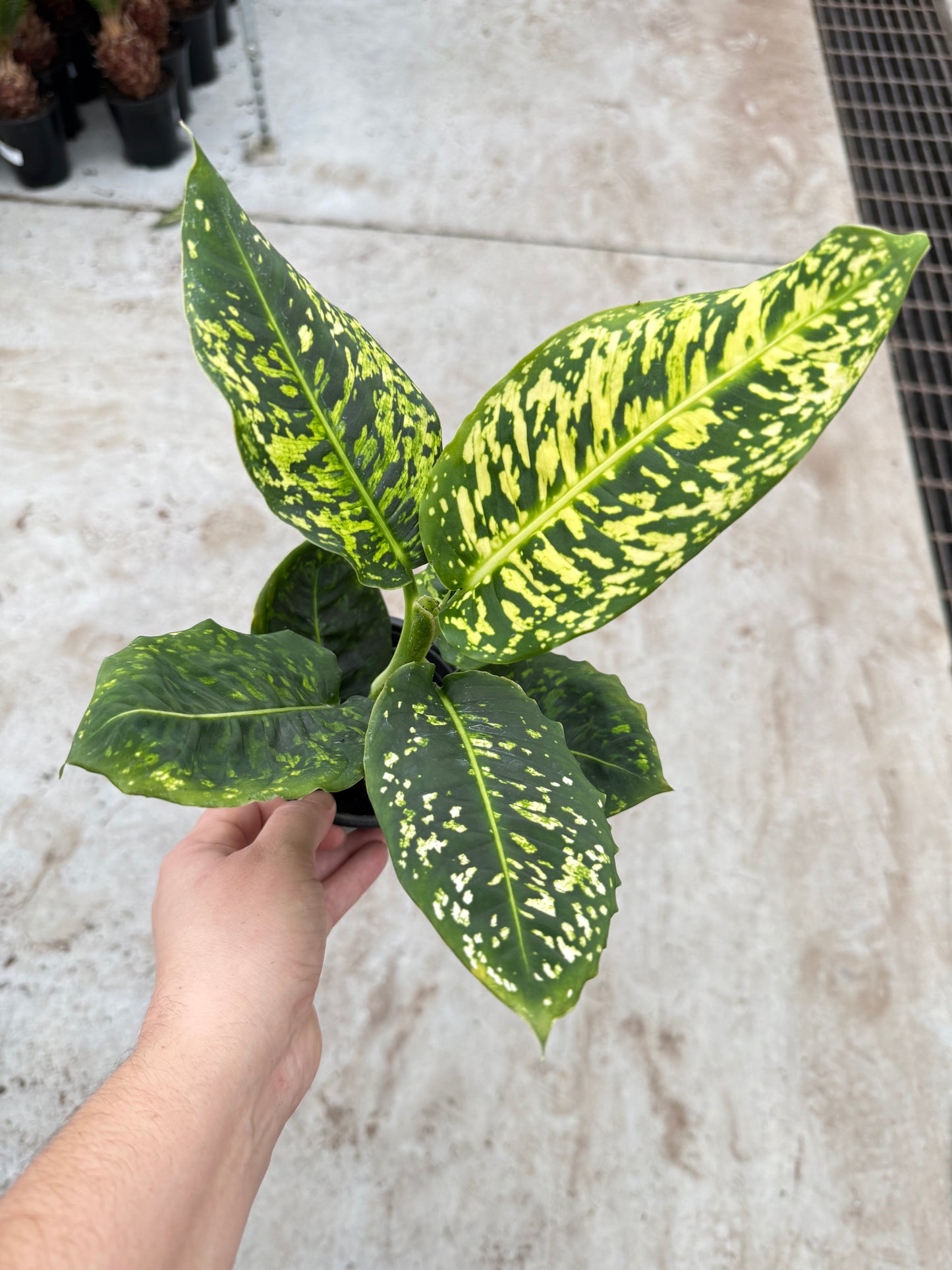 Dieffenbachia ‘Reflector’
