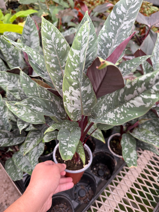 Apoballis ‘Lavallei’ Purple Sword