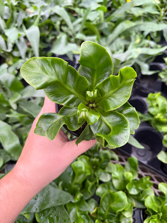 Asplenium ‘Cobra’