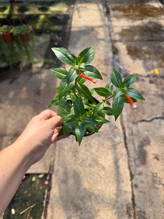 Cuphea