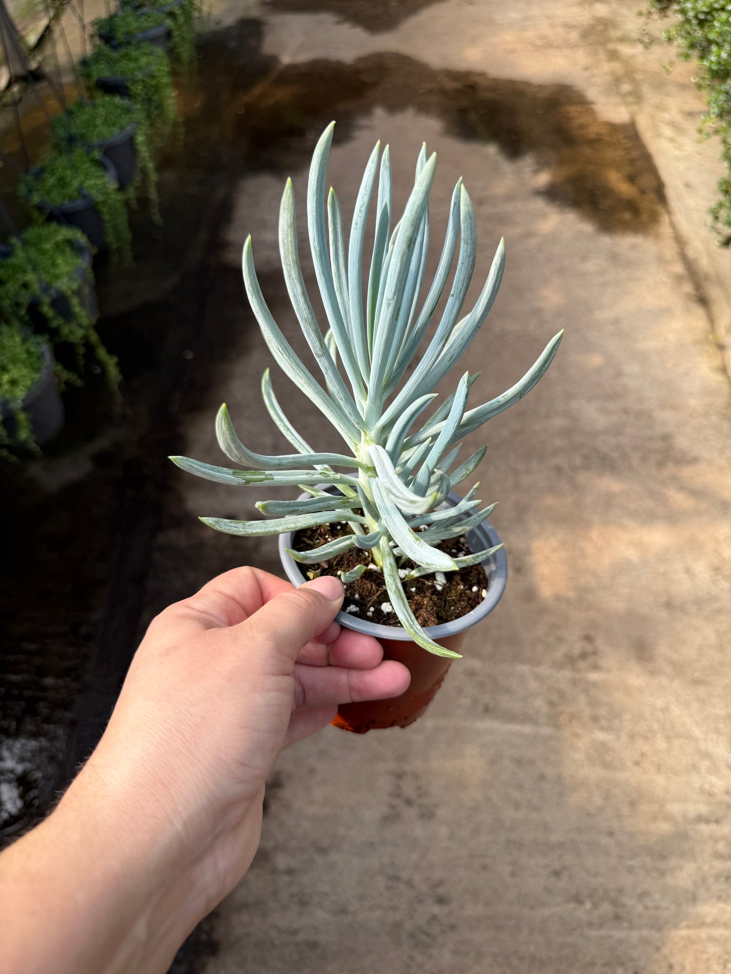 Senecio Blue Mini