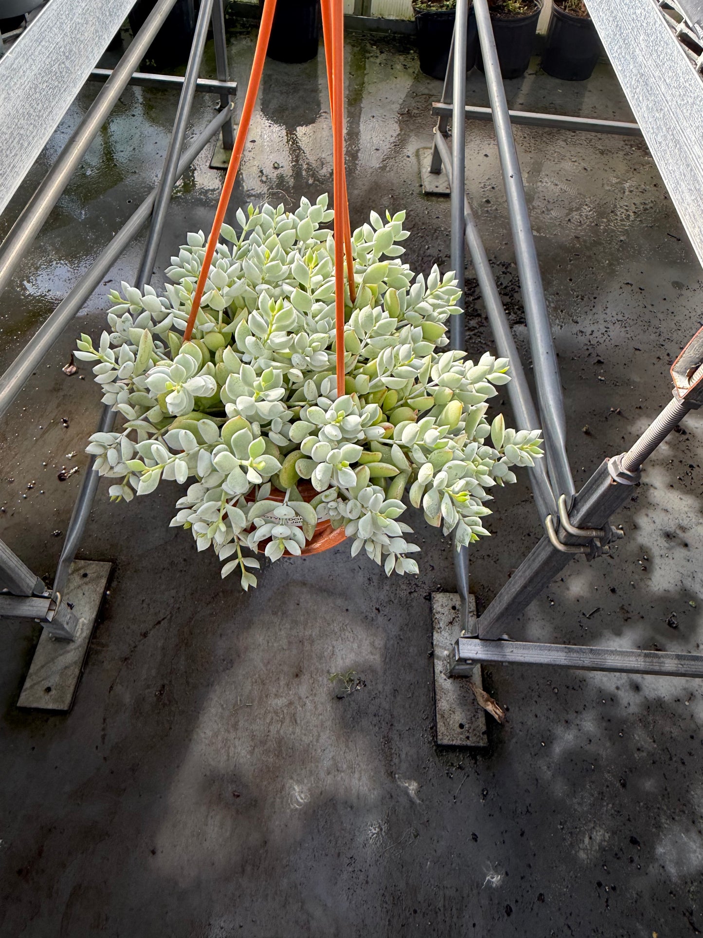 Cotyledon Pendens