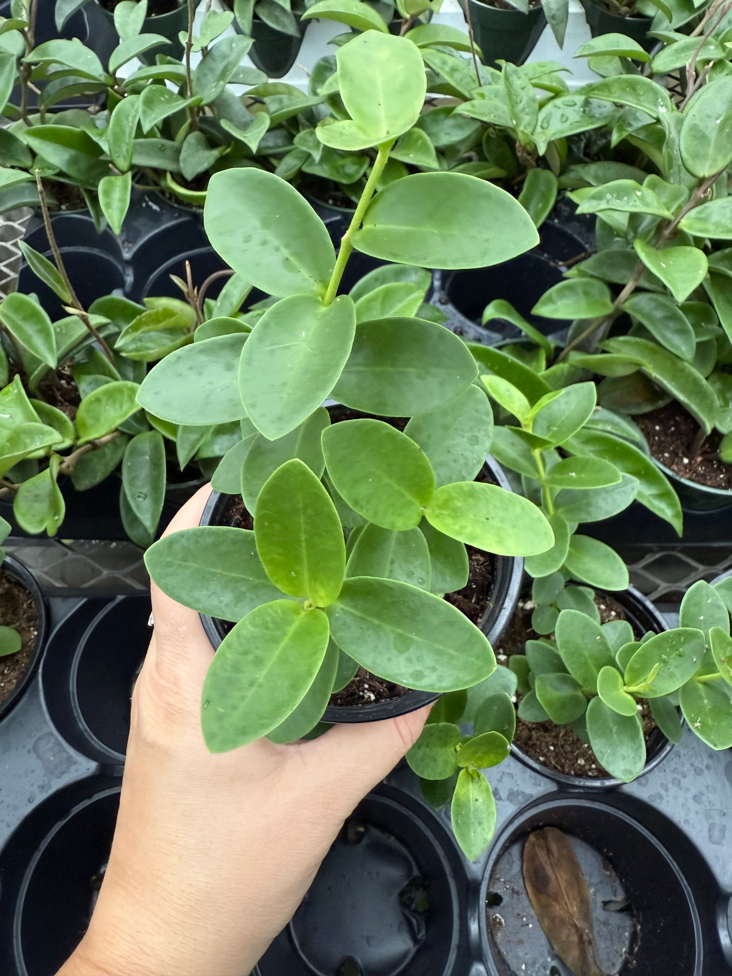 Hoya ‘cumingiana’