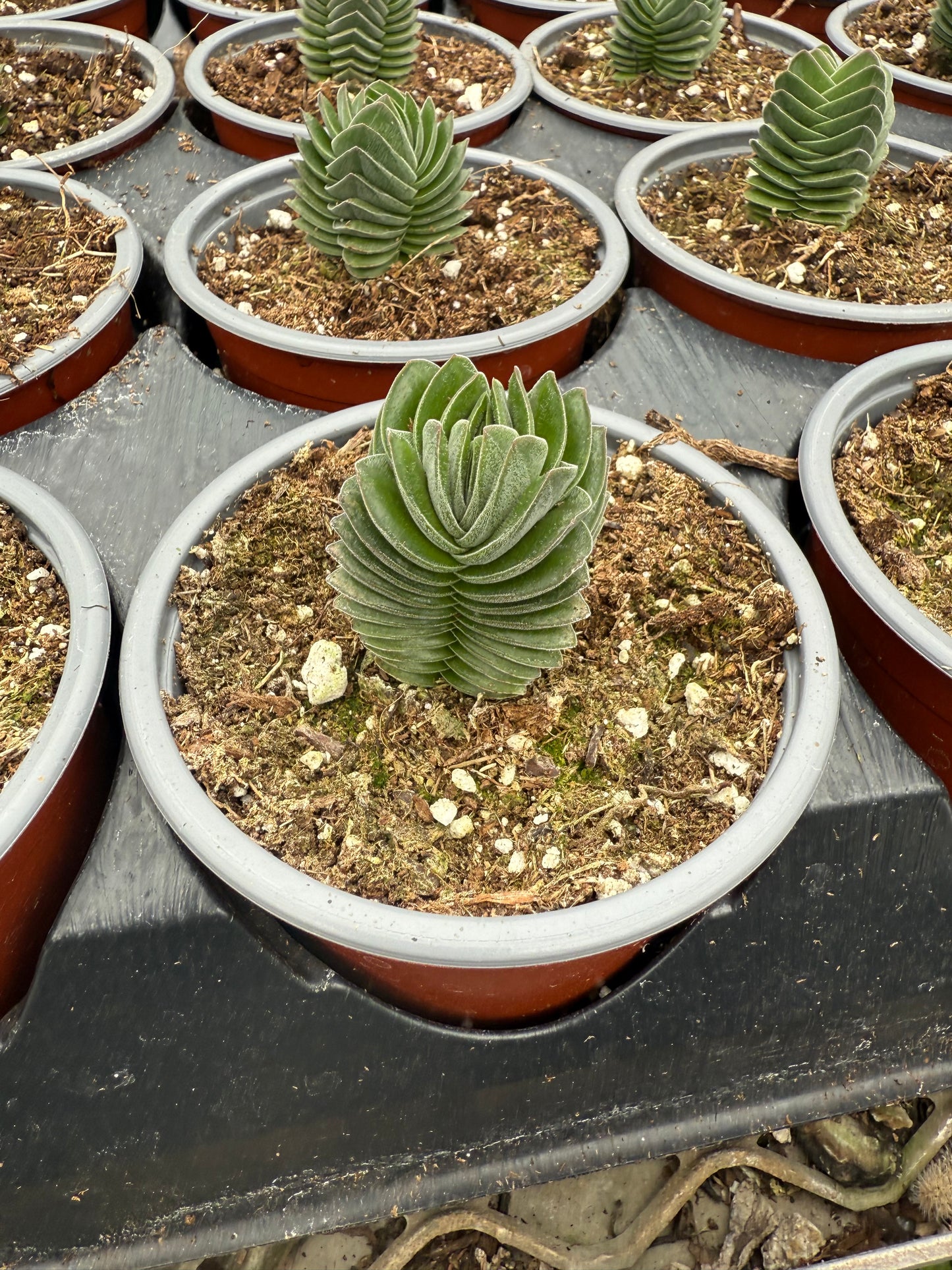 Crassula ‘Buddha’s Temple’