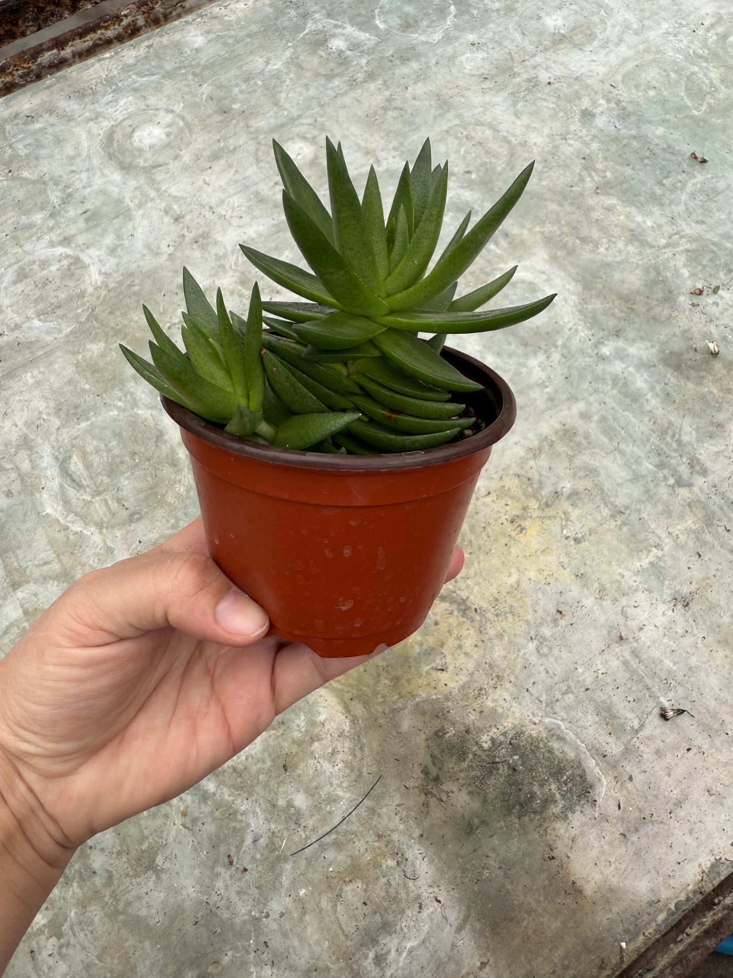 Crassula ´Shark Tooth’