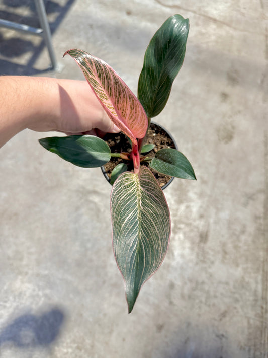 Philodendron ‘Pink Birkin’
