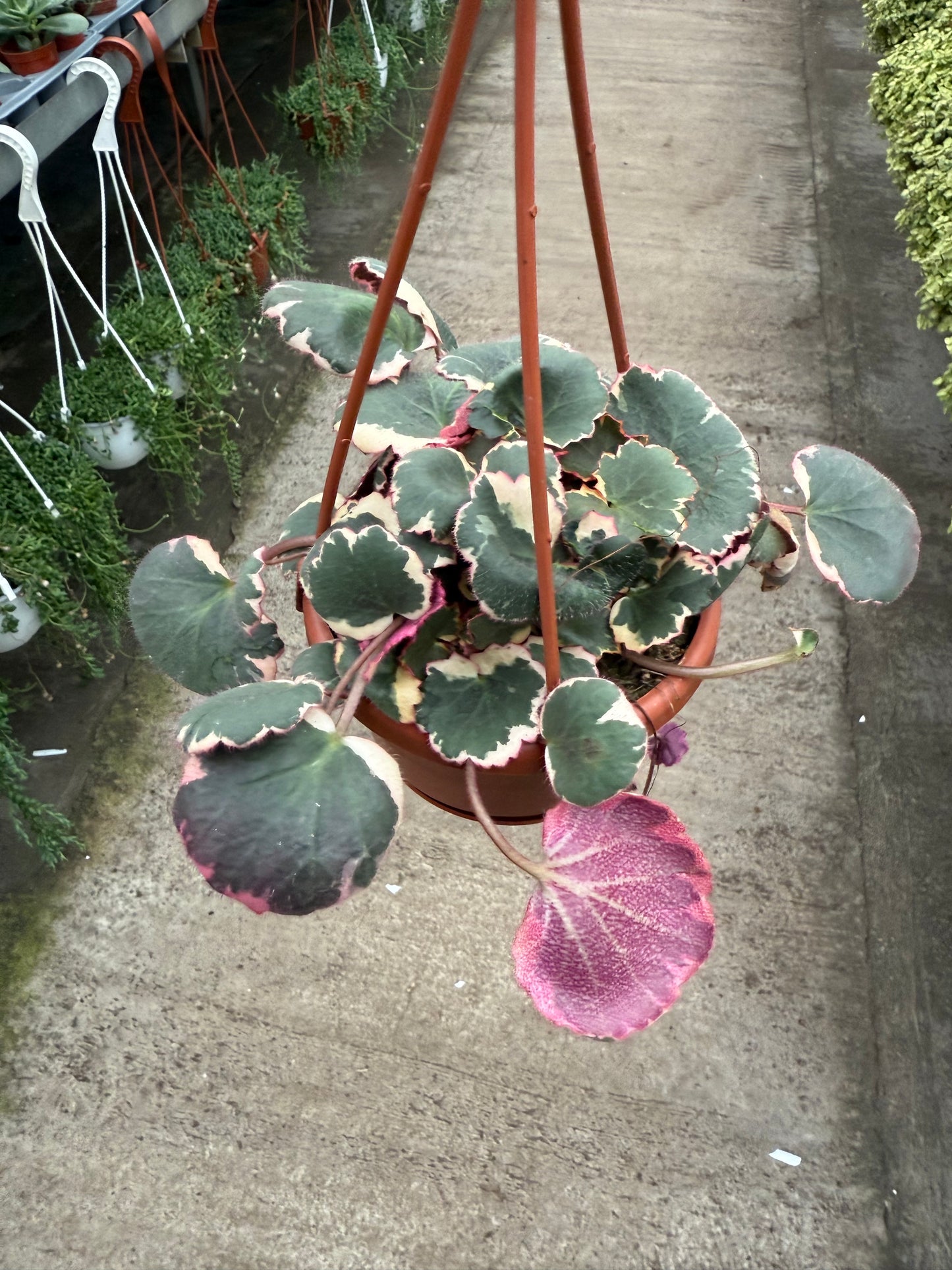 Saxifraga ‘Strawberry Begonia’