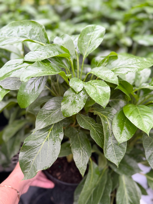 Schefflera ‘Alpine Jr.’