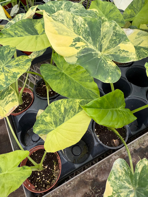 Alocasia odora ‘Variegata’ – Yellow