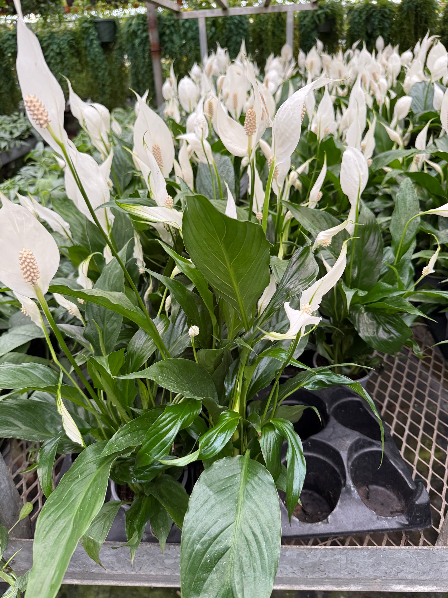 Spathiphyllum