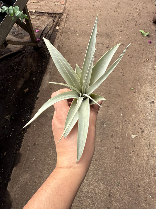 Tillandsia xerographica