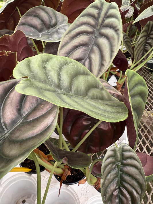 Alocasia ‘Red Secret’