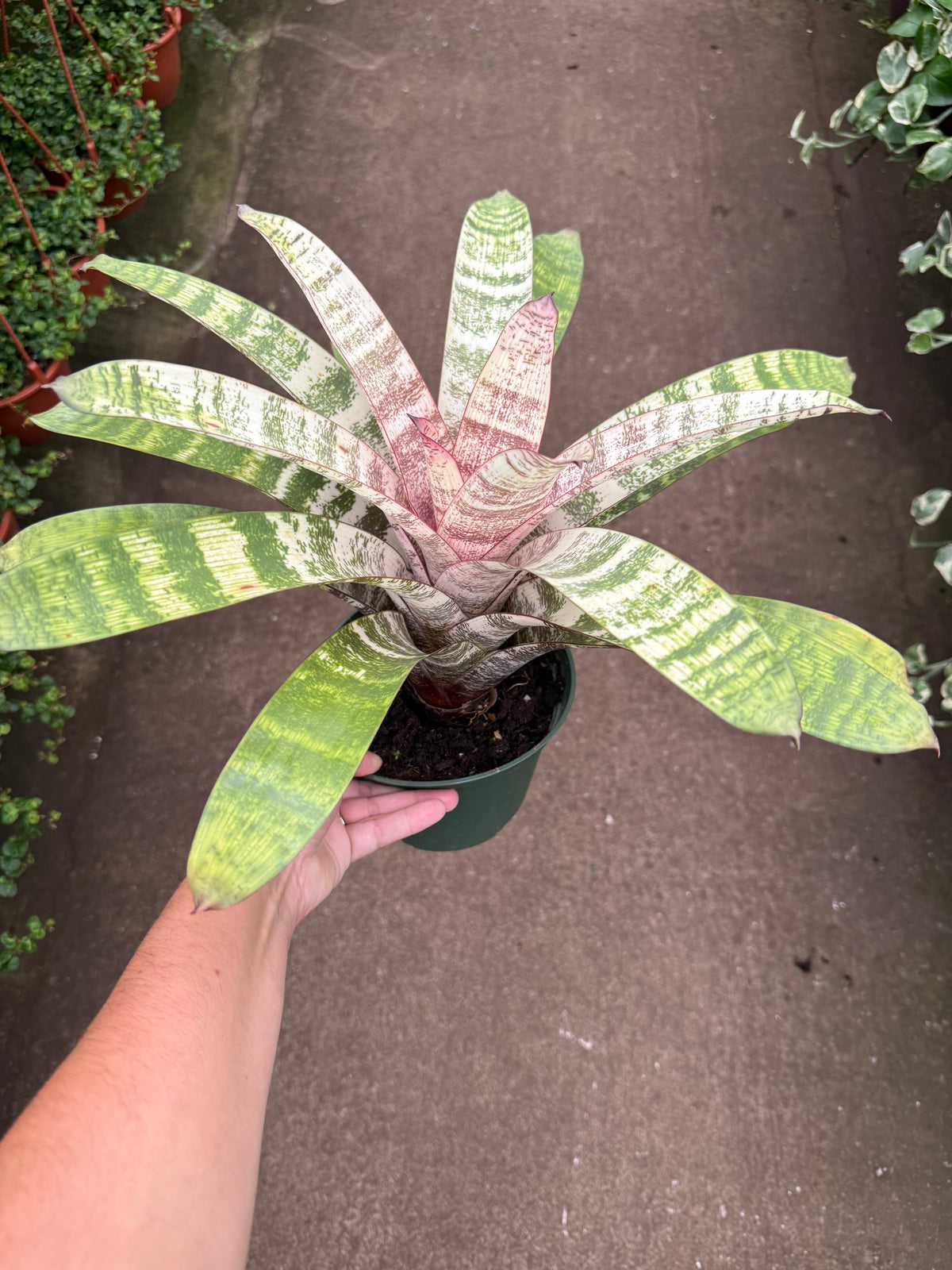 Vriesea