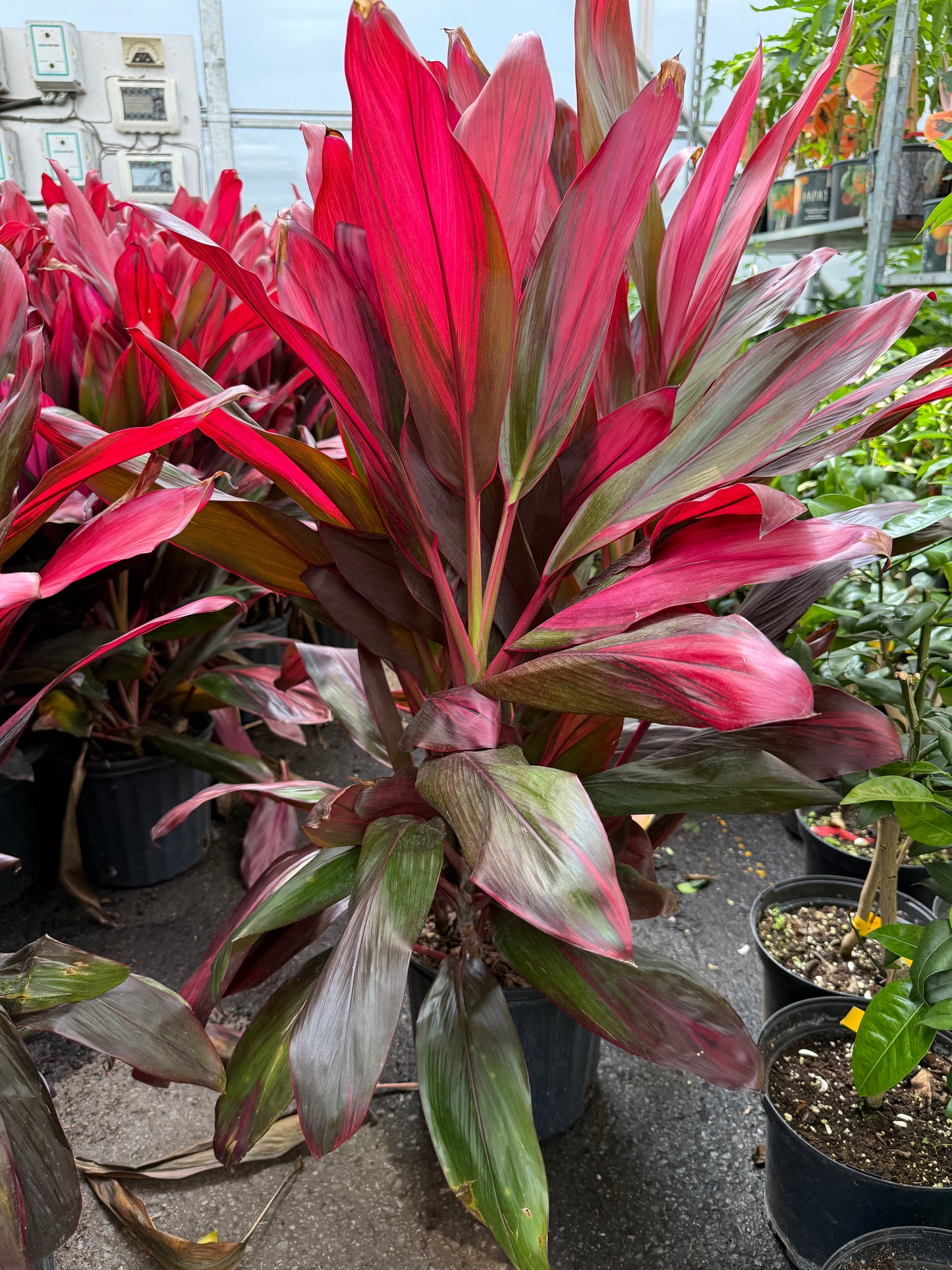 Cordyline fruticosa ‘Florica’