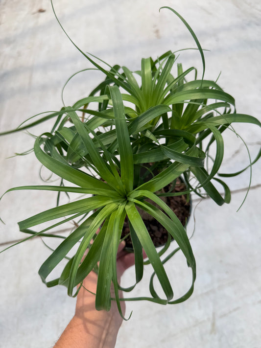 Beaucarnea recurvata