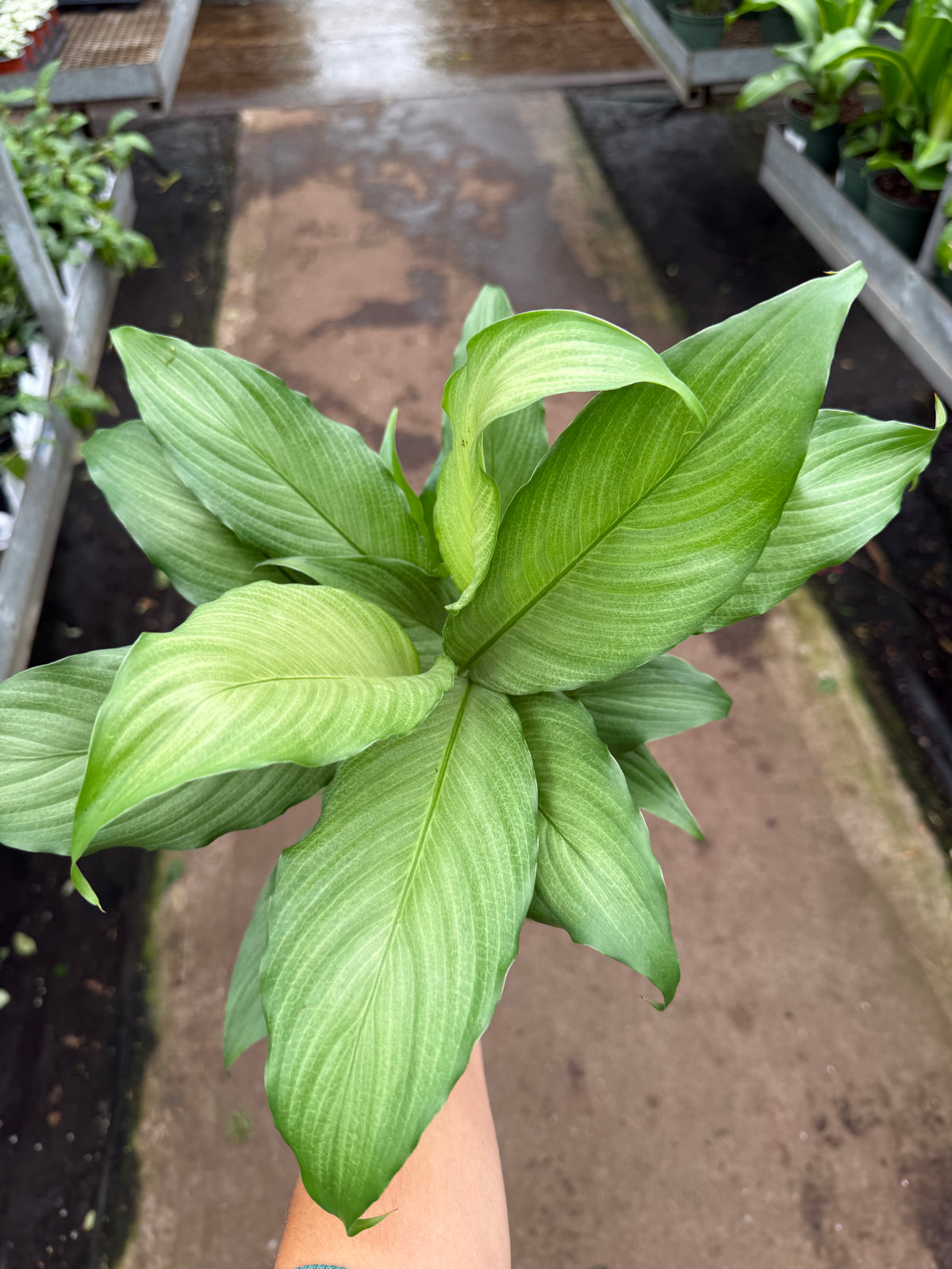 Spathiphyllum ‘Platinum Mist’