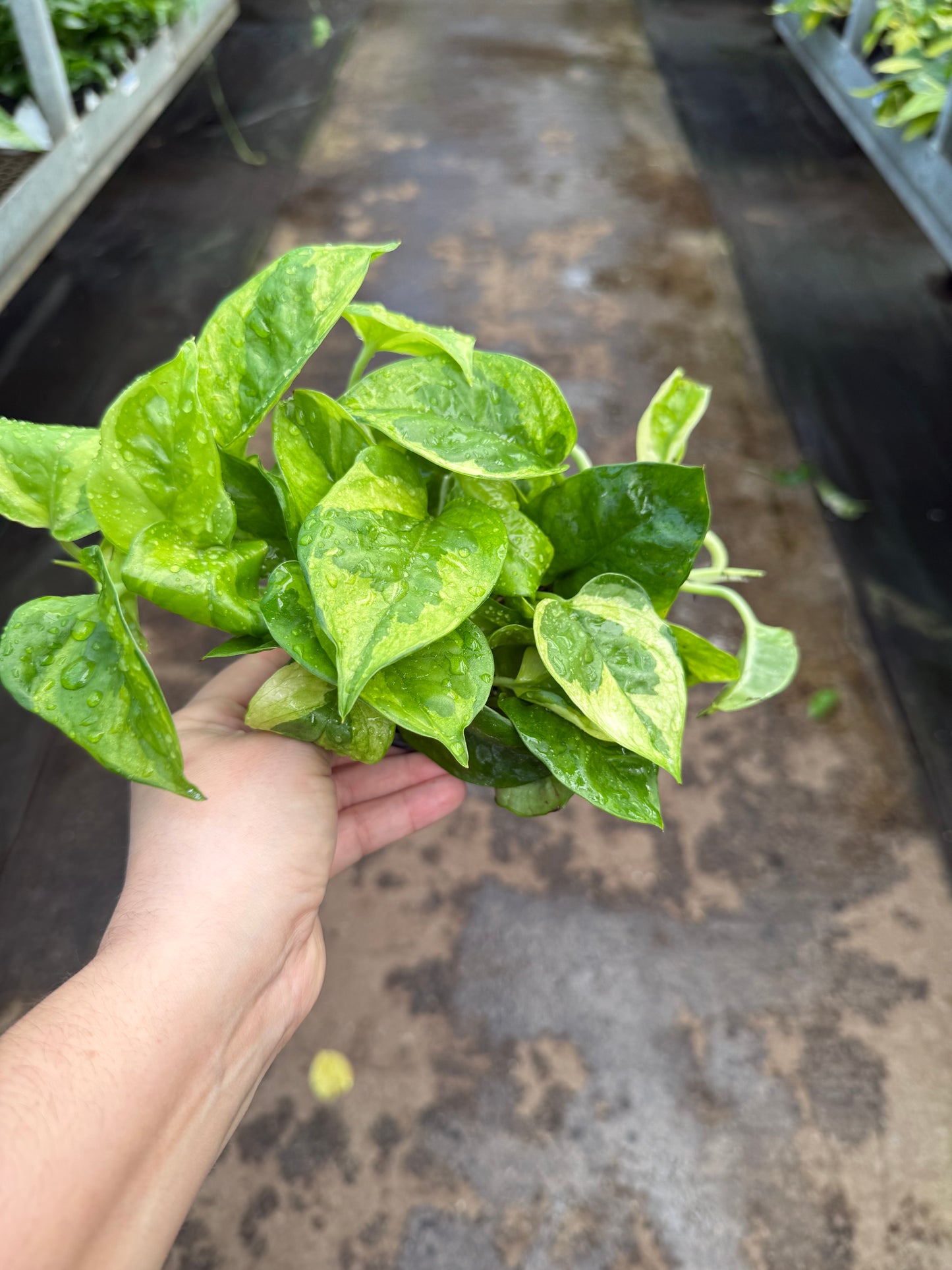 Pothos ‘Lemon Meringue’