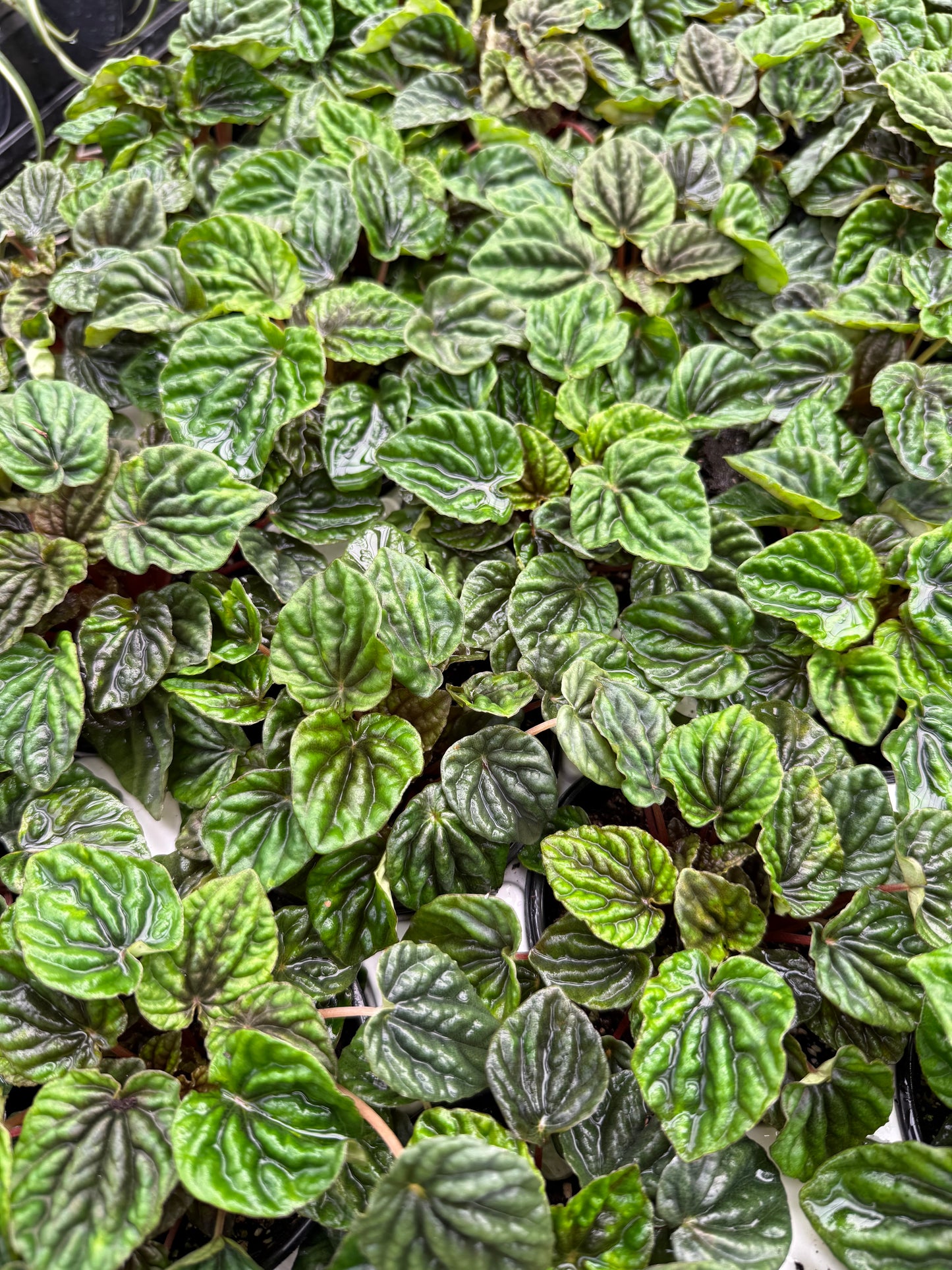 Peperomia ‘Emerald Ripple’