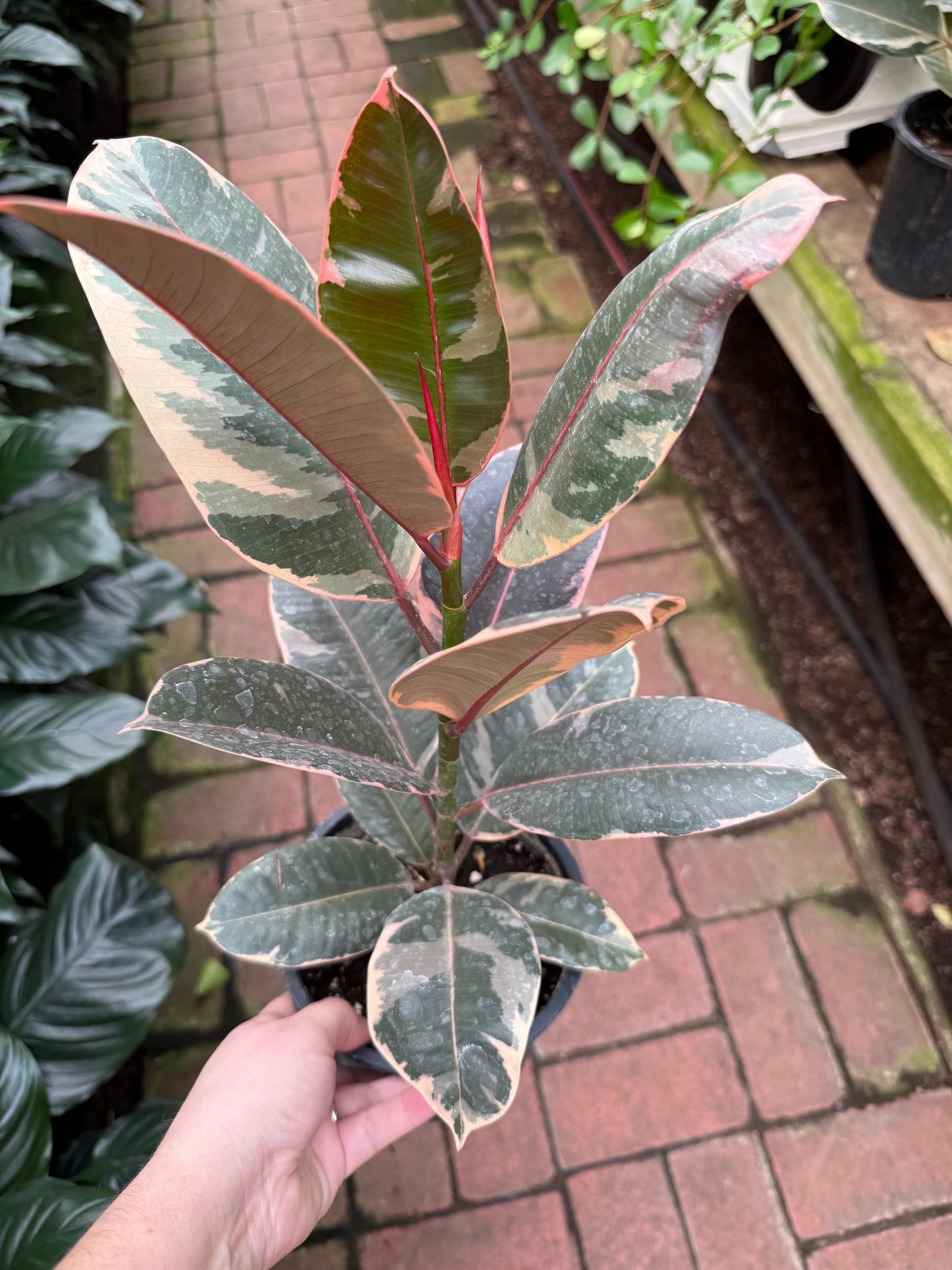 Ficus Elastica- ‘Ruby’