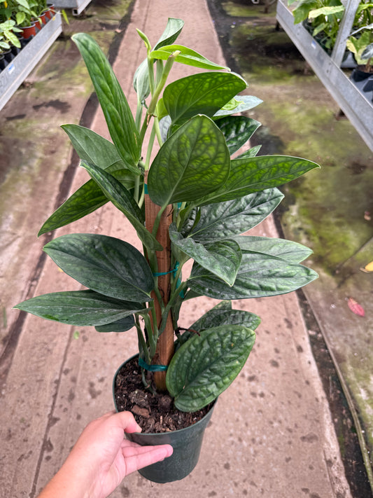 Monstera Peru