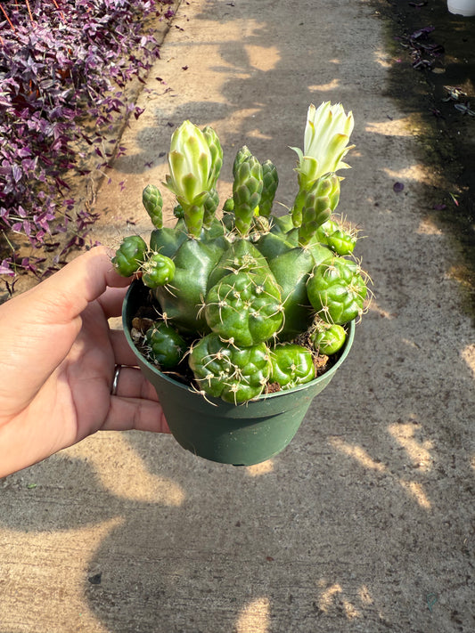 Gymnocalycium Damsii