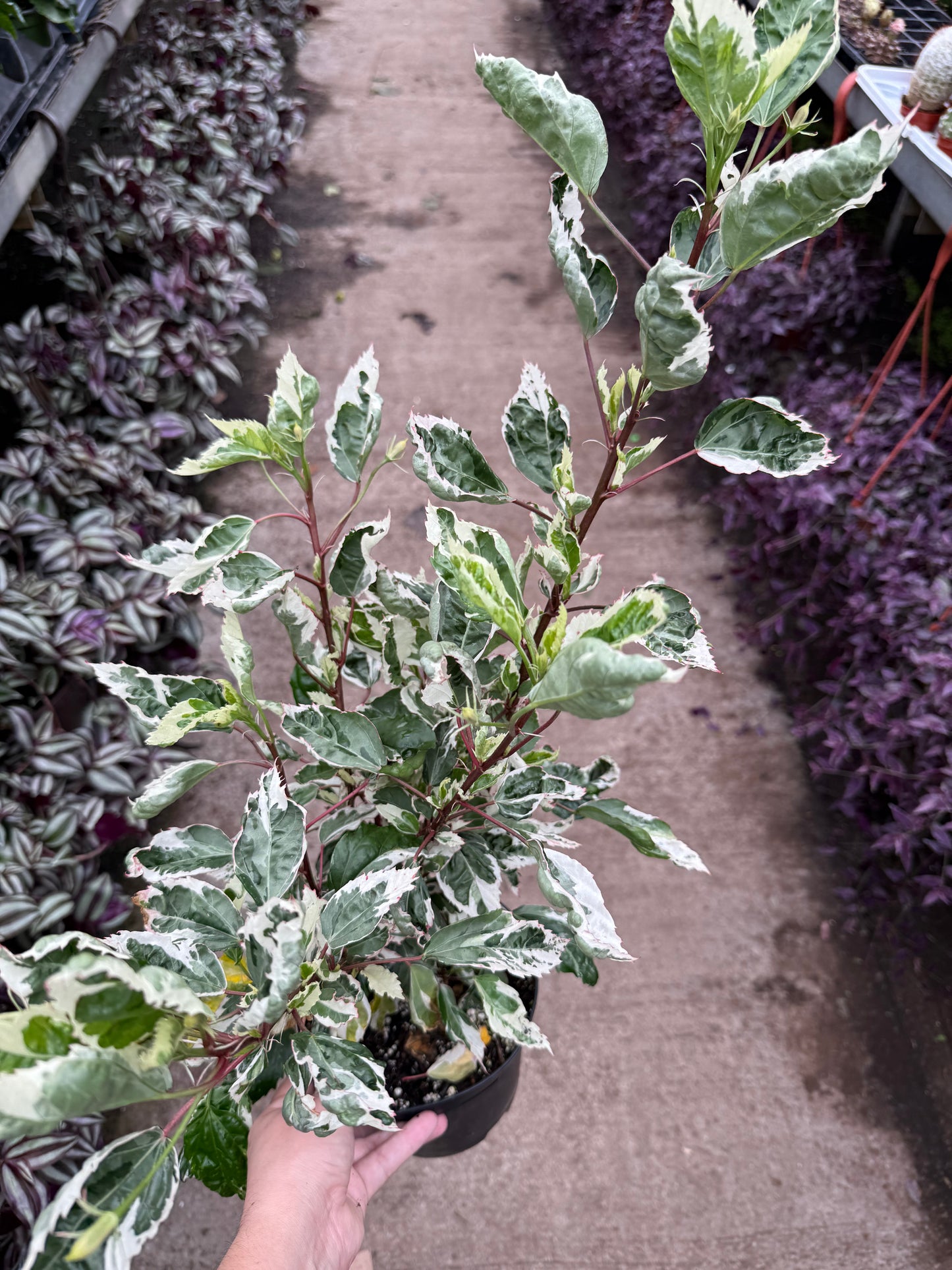 Hibiscus Variegated
